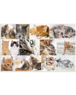 Sous-main de bureau - 550 x 350 mm HERMA Animaux Chats Recto